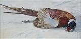 Pheasant II by Sarah Luton, Painting, Oil on canvas