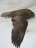 Study of a Buzzard by Sarah Luton, Painting, Oil on canvas
